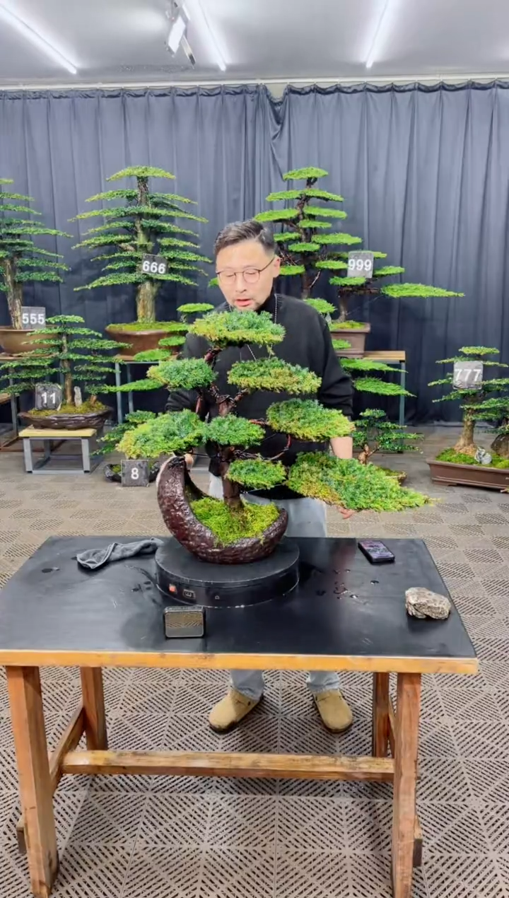 无花朵盆景.....