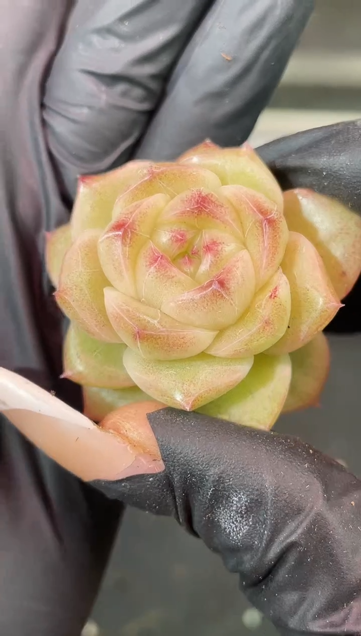 闪购1909  优选多肉一颗   3.8厘米