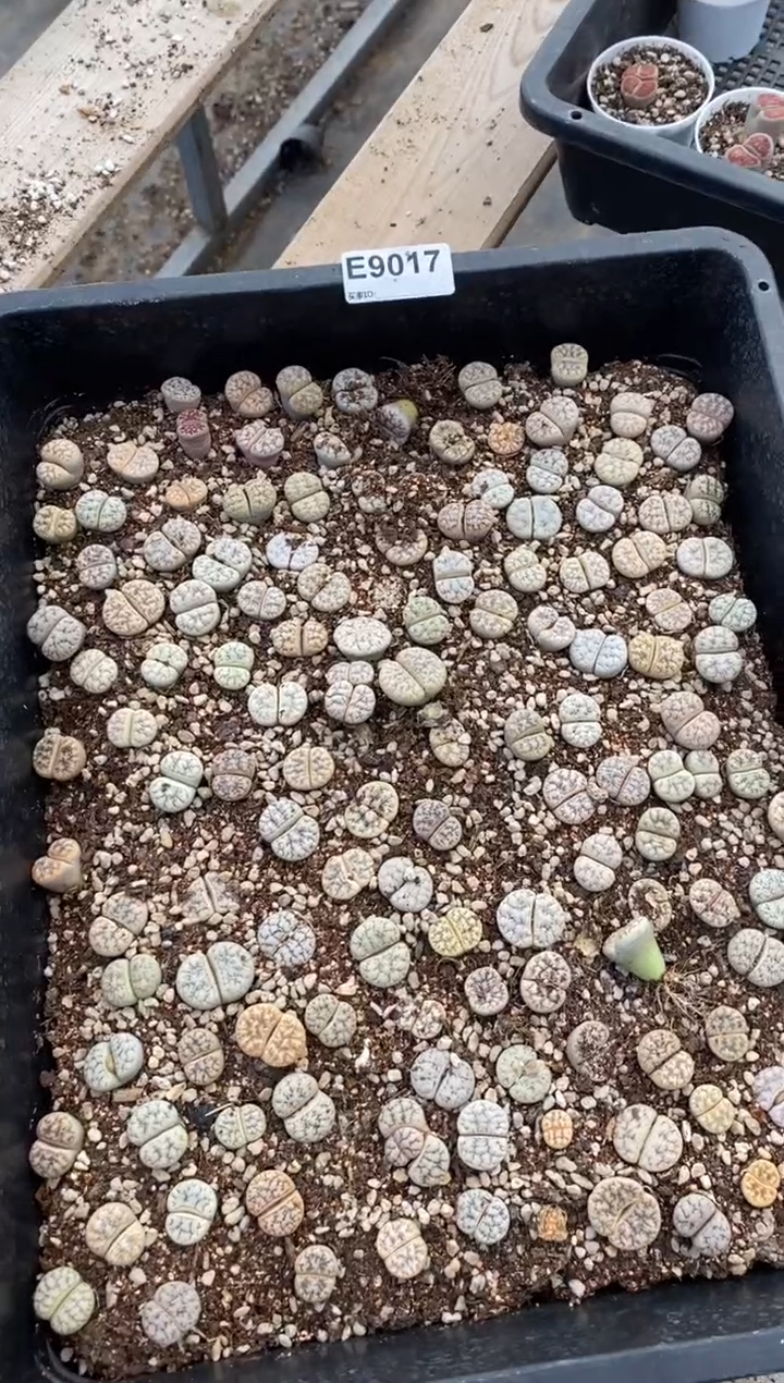 是****。9017直播间一物一拍脱土发货