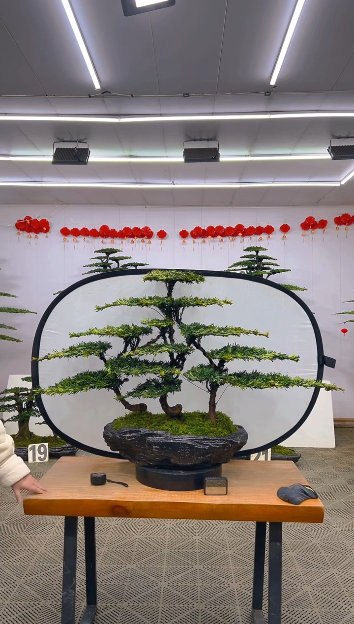 【闪购商品】盆景1