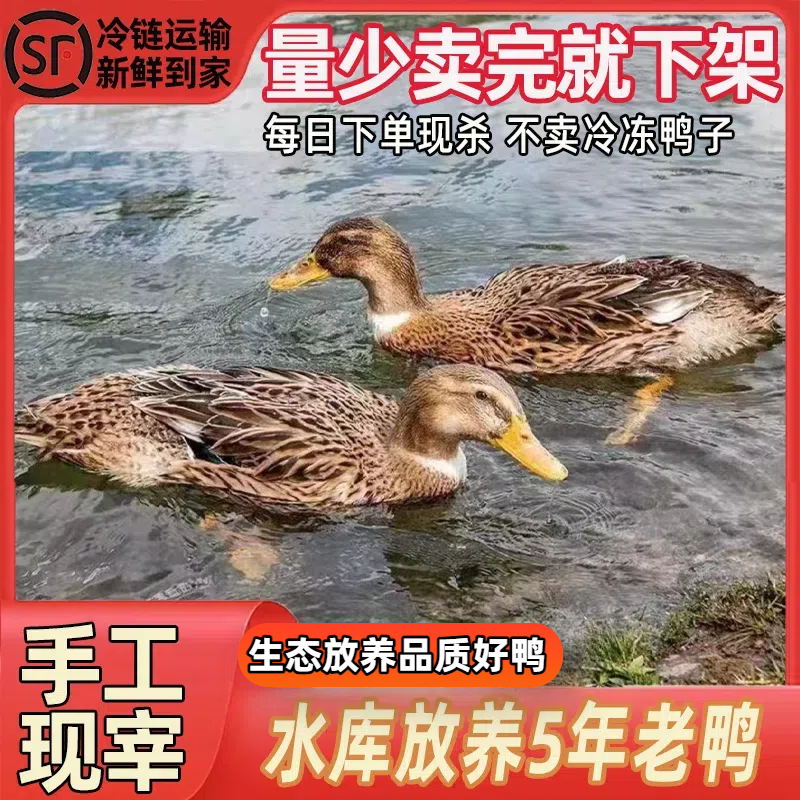  【高品质老鸭】农家散养5年土鸭子老鸭新鲜现杀净重7.5-8斤顺丰