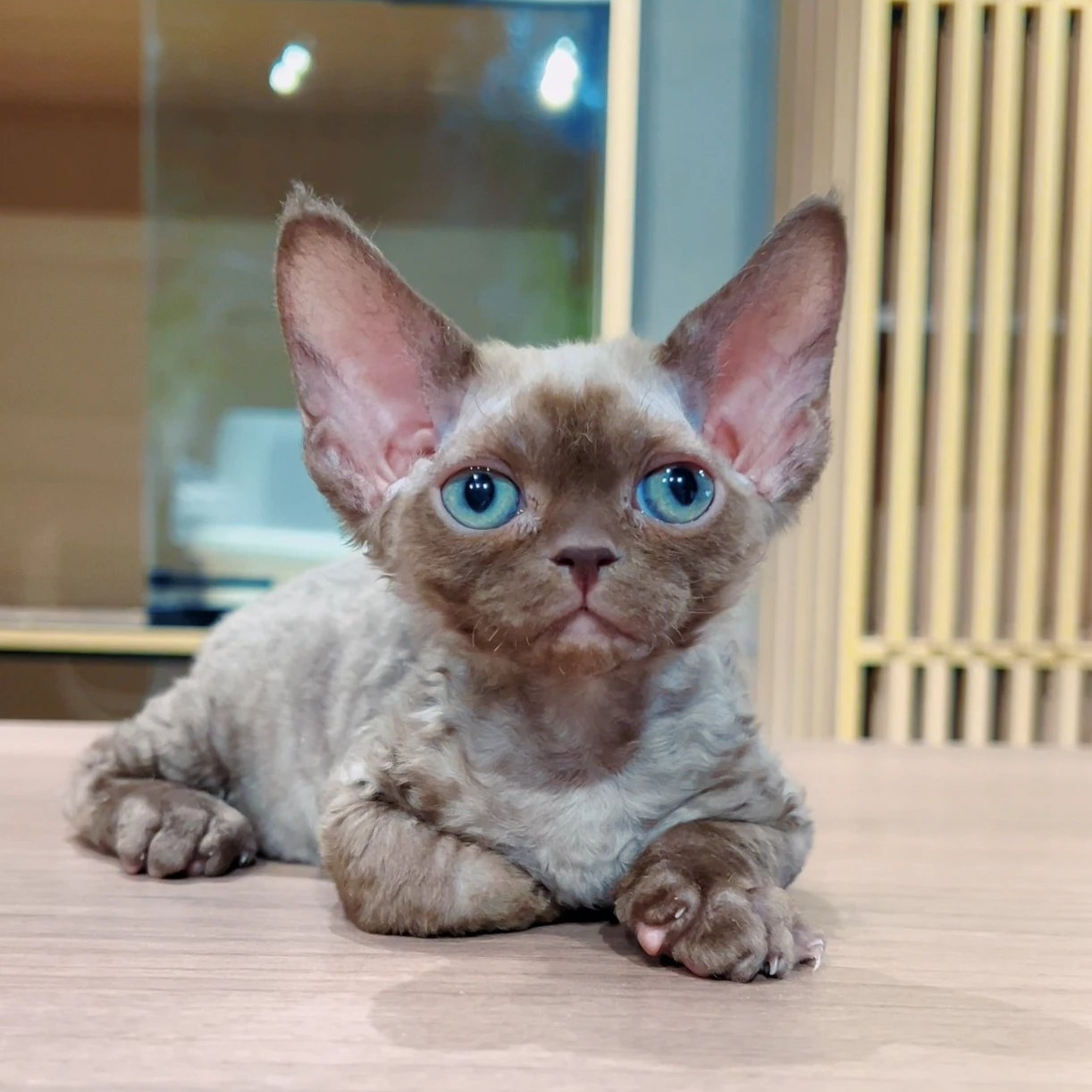 （闪闪的猫家）T小猫咪活体
