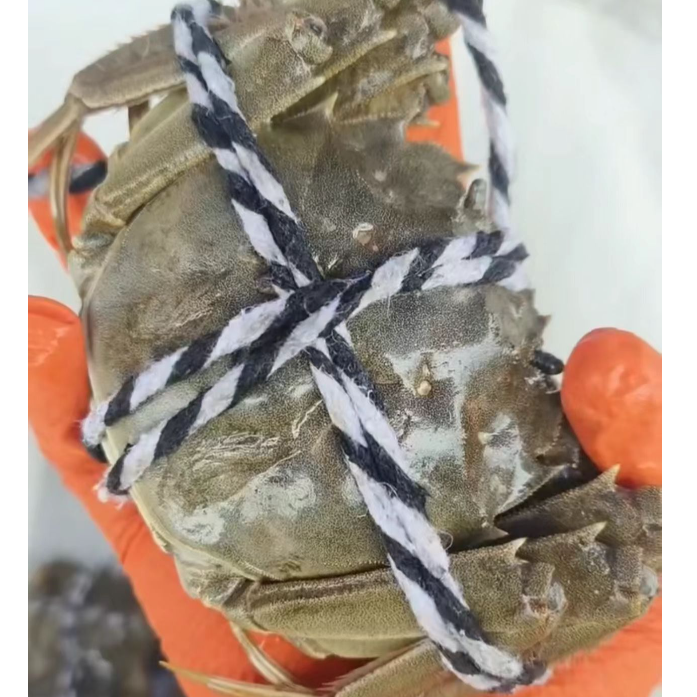 「活蟹」精品公蟹+母蟹2.5-4.5两兴化大闸蟹9/12/18只顺丰冷链/空运