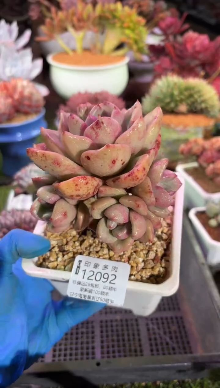 【闪购商品】12092