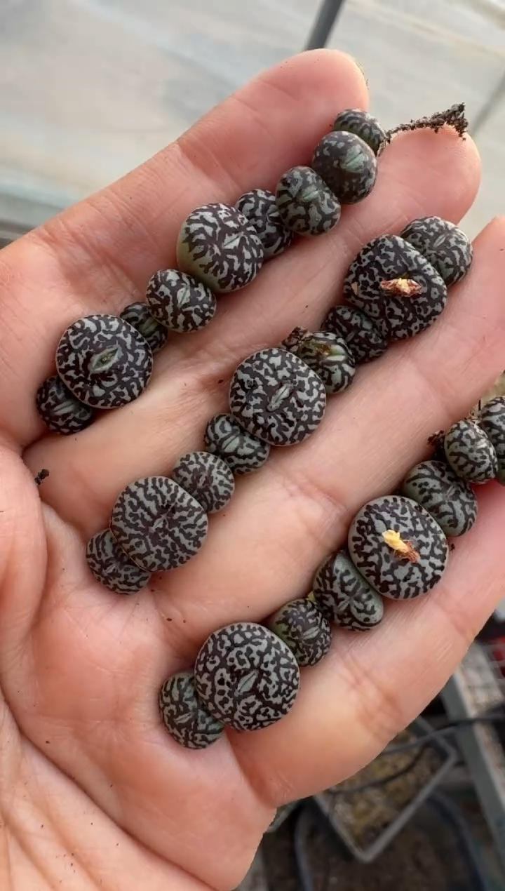 79多肉植物肉锥墨小锥一颗