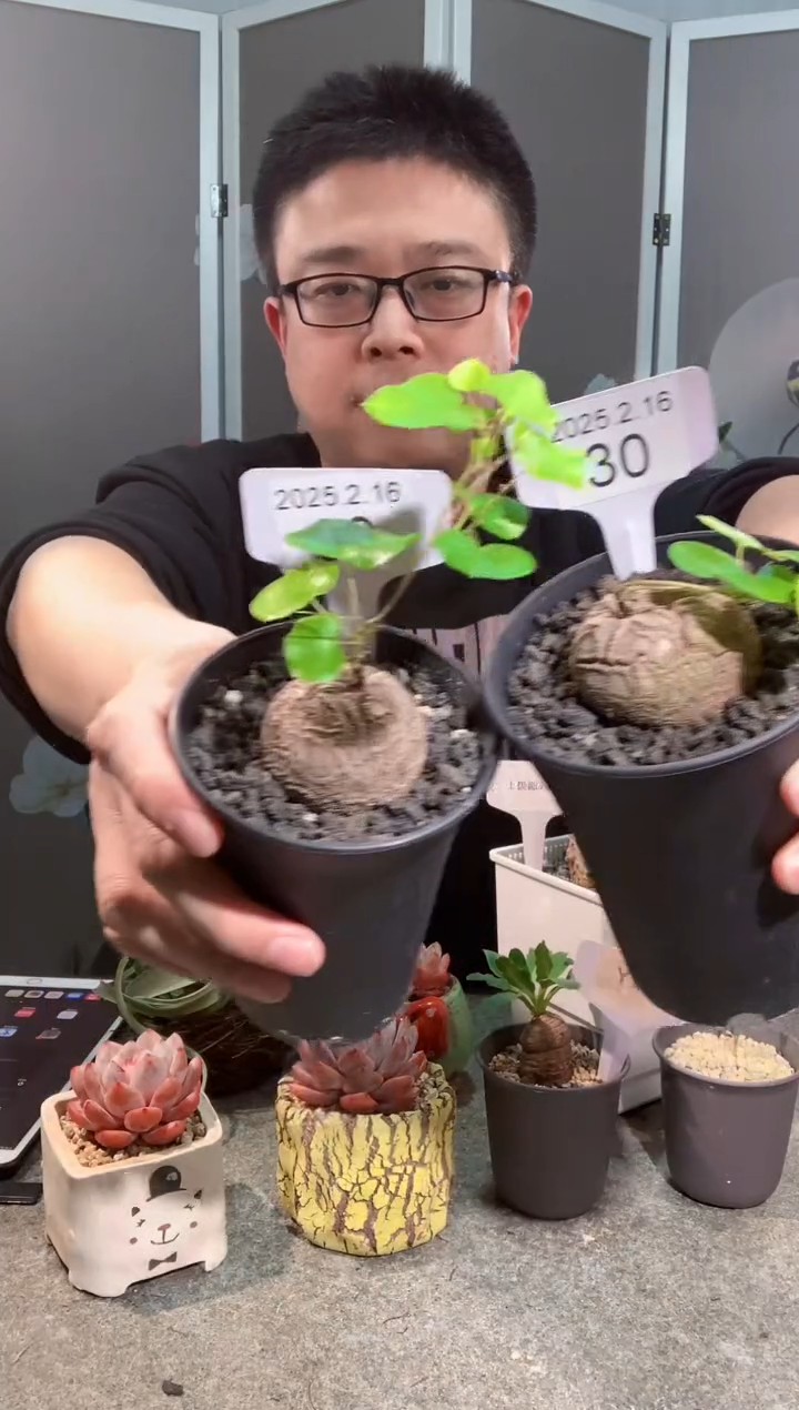 【闪购商品】南非龟甲龙2.16.30