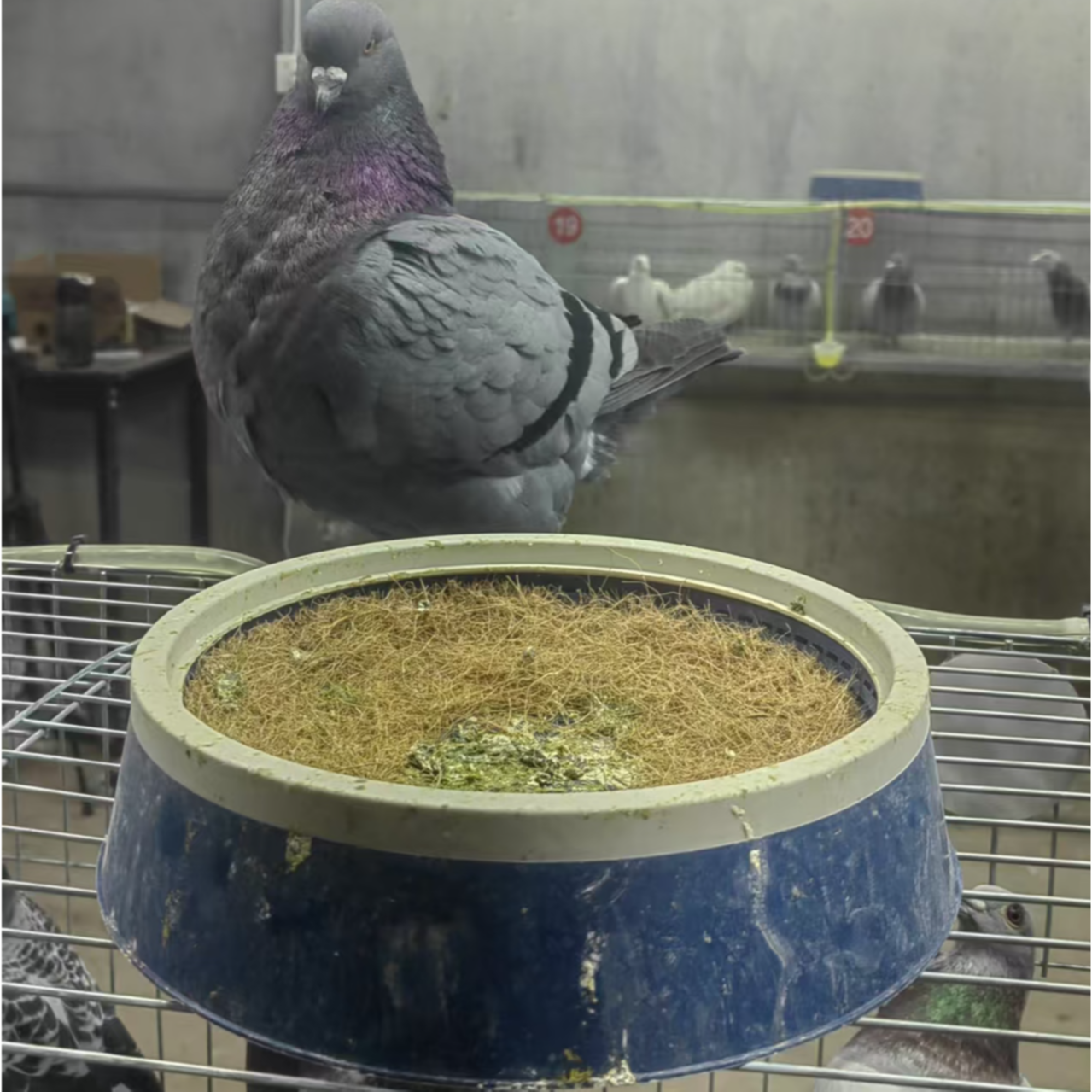 1鸽子环鸽子窝站架