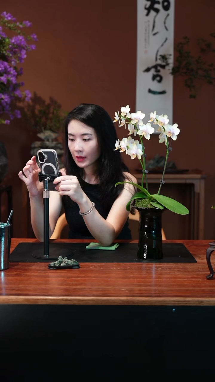 无花朵蝴蝶兰盆景盆景盆景
