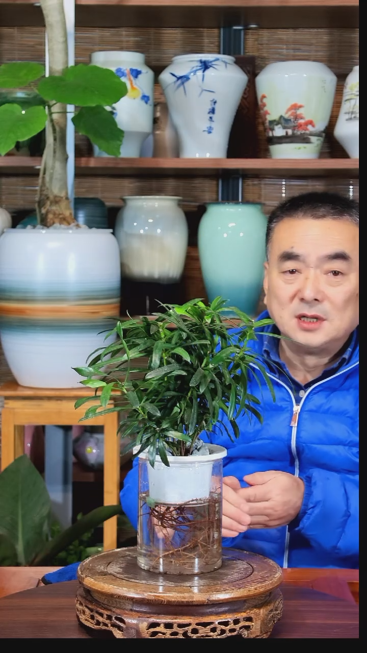 无花朵黑*圈水之韵水培罗汉松