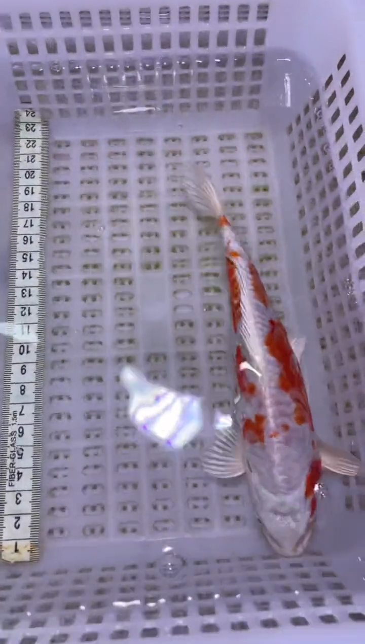 锦鲤血统锦鲤全场包邮20