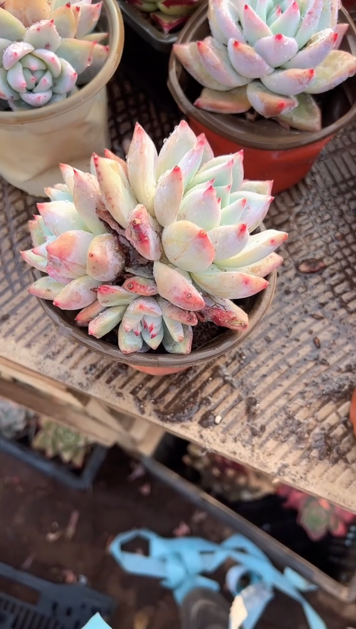 谢*菊多肉植物一物一拍14288