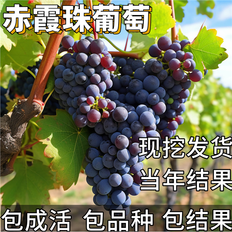 赤霞珠葡萄苗南北方庭院耐寒爬藤果树盆栽嫁接特大无籽当年结果