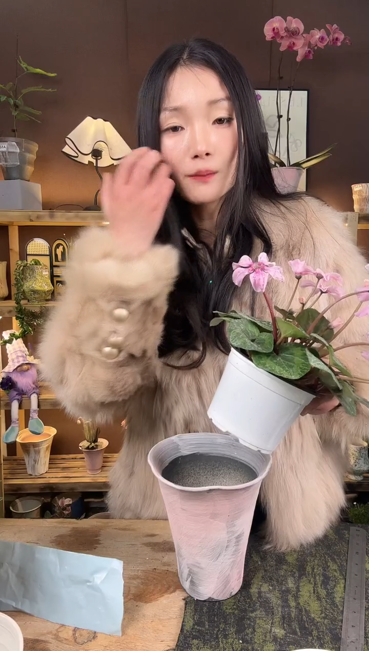 以实际为准梅****子幻雅仙客来育苗盆093