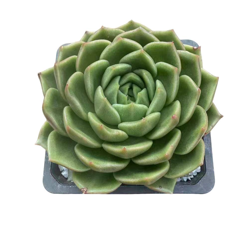 冰橙【白玫瑰】多肉植物 胖大嫂多肉新手好养满9.9包邮直播间为标准