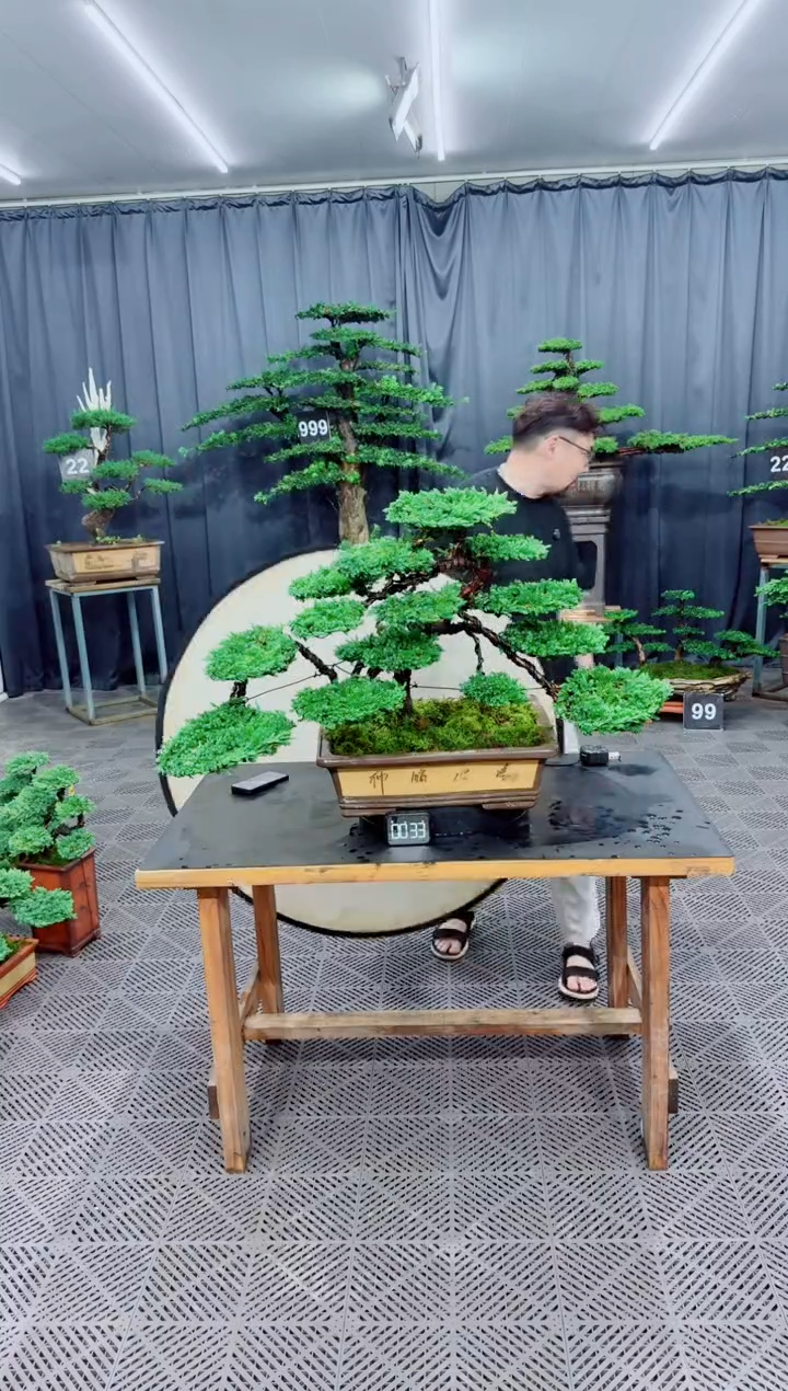 无花朵珍珠柏盆景.....