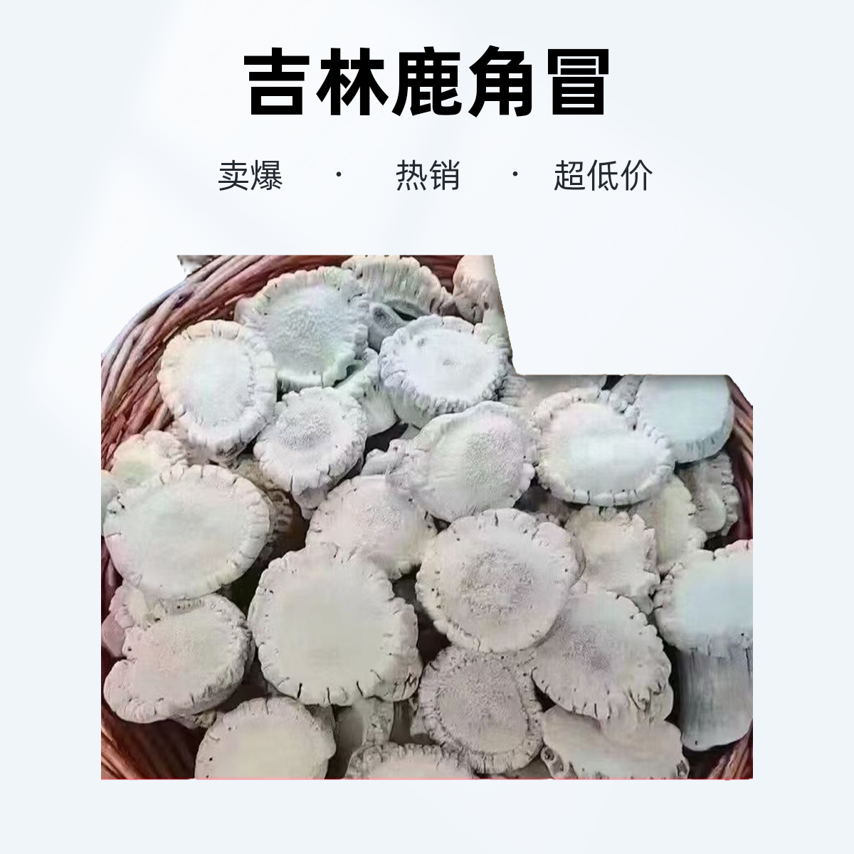 吉林鹿乡原产地鹿角冒 梅花鹿鹿角冒不打粉