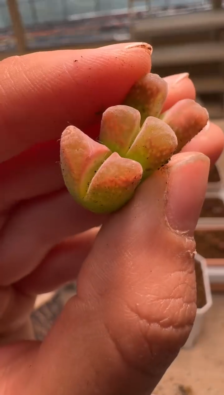 美丽的肉石头- 109