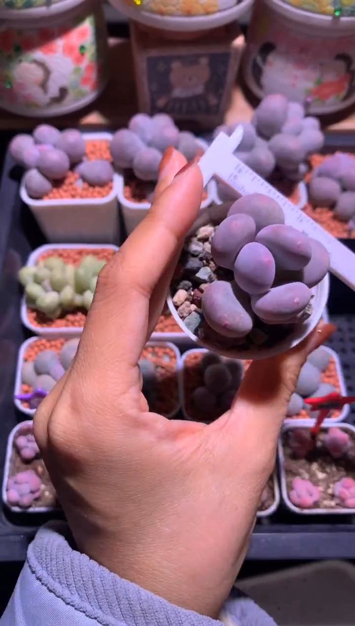 大叶彩虹奶酪多肉