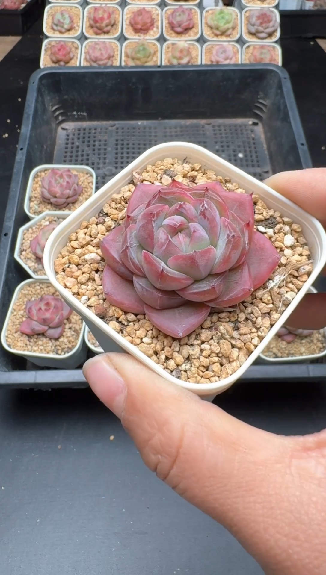 【闪购商品】034B物拍多肉带盆土6.5杯拍3颗包柚