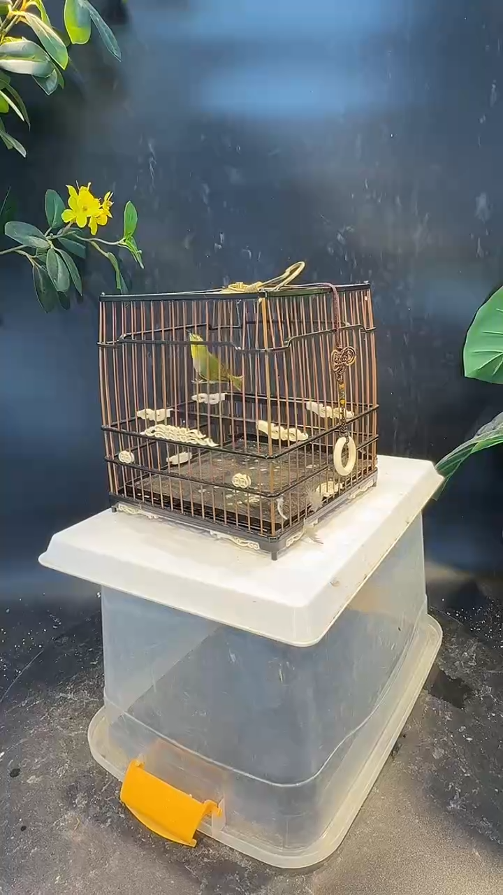 11号  绣眼养笼  0元起拍