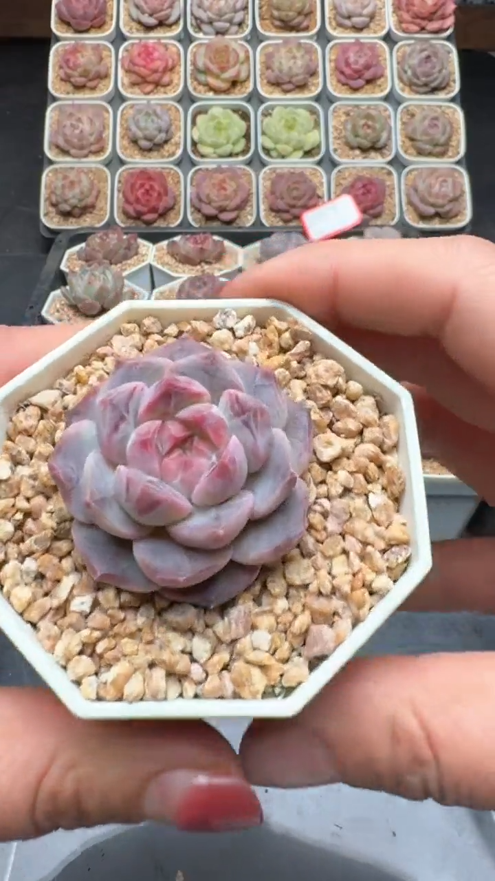 【闪购商品】705号珍妮多肉一物一拍3单包邮