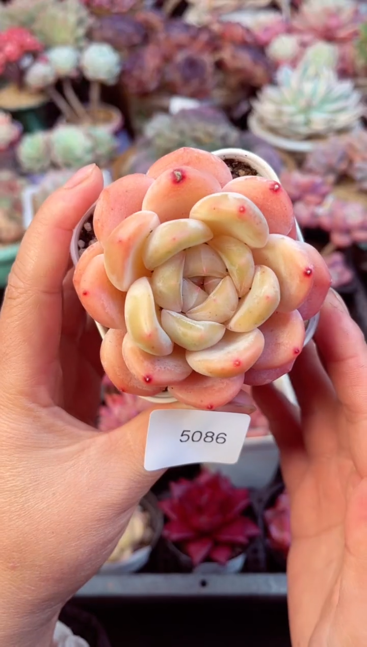 【闪购商品】5086单头刚毅多肉