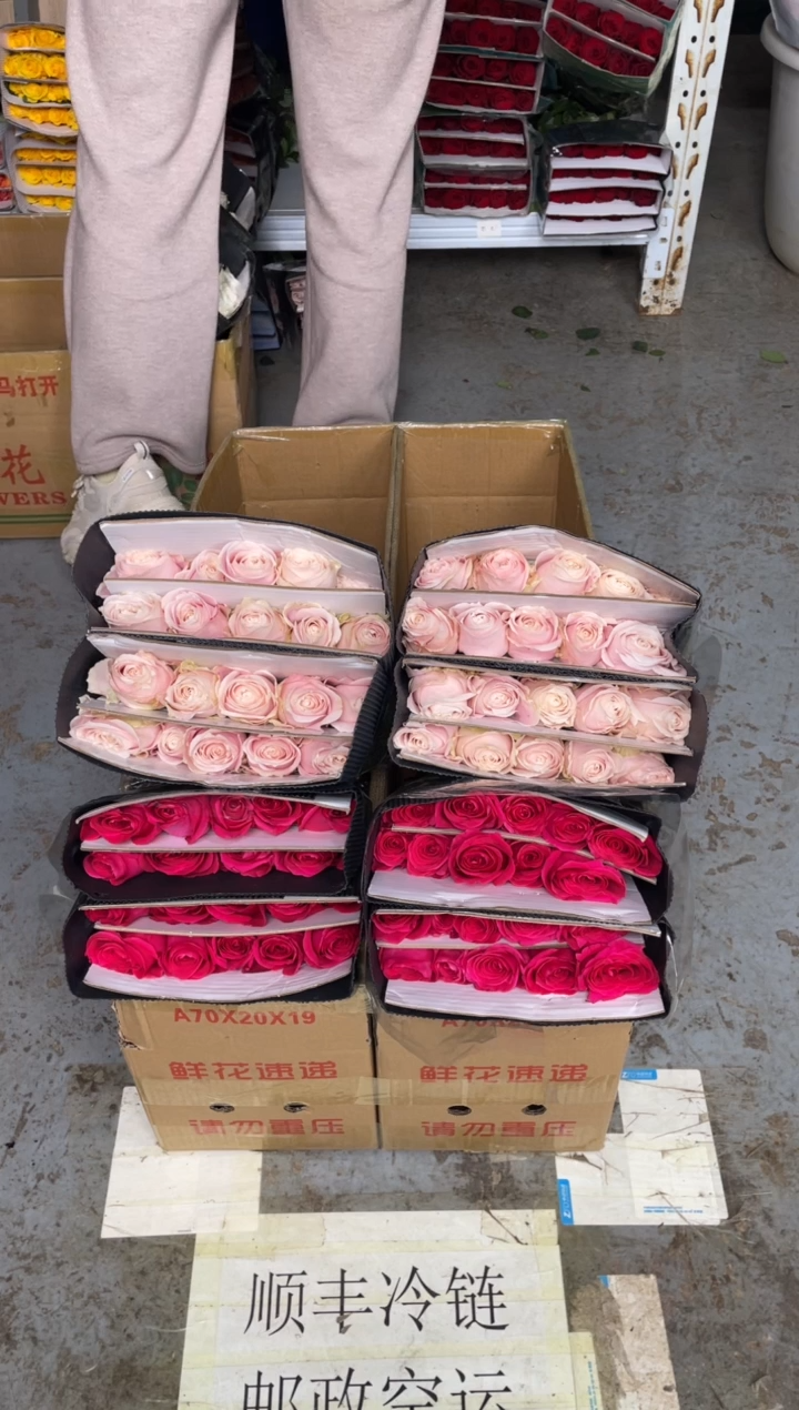 粉红20枝+佛洛依德20枝