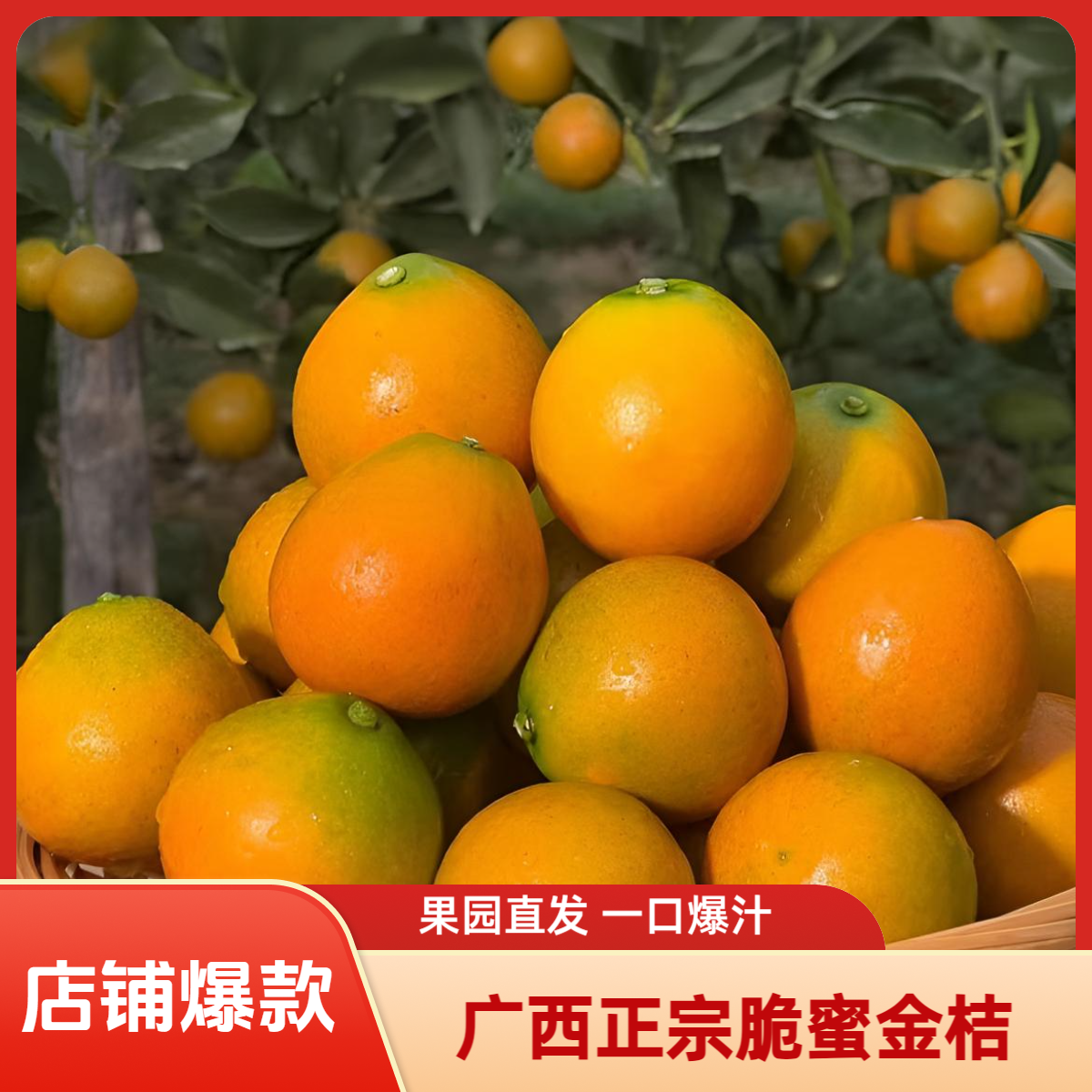 【广西第三代脆蜜金桔】人工精选水果现摘现发脆蜜金柑新鲜果园直发