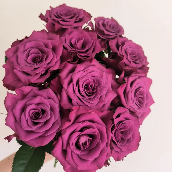 鲜花【蓝莓】同地址两单以上顺丰/德邦空运+送10包保鲜剂