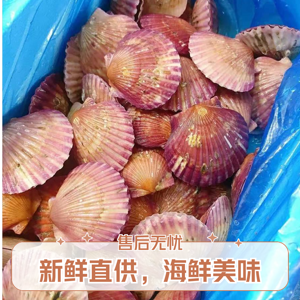 港湾贝    鲜甜可口