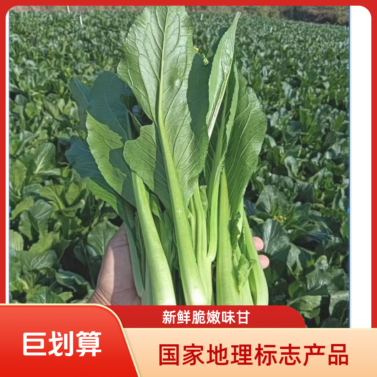 国家地理标志产品连州菜心爽脆甜2号菜心/4号软甜菜心