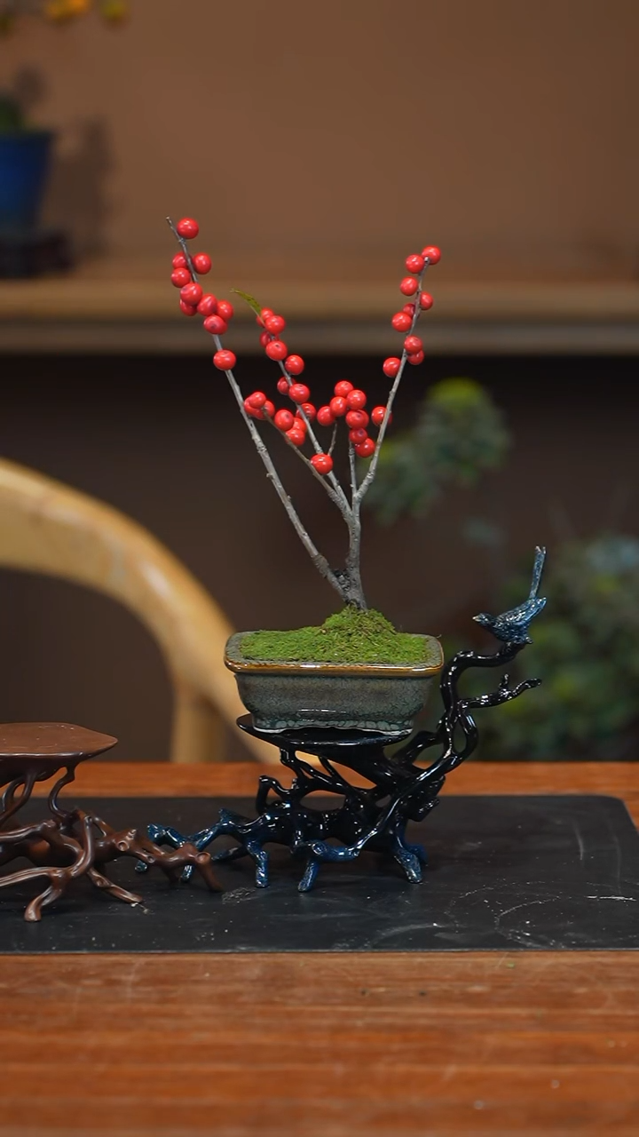 全部花朵冬青盆景盆景盆景