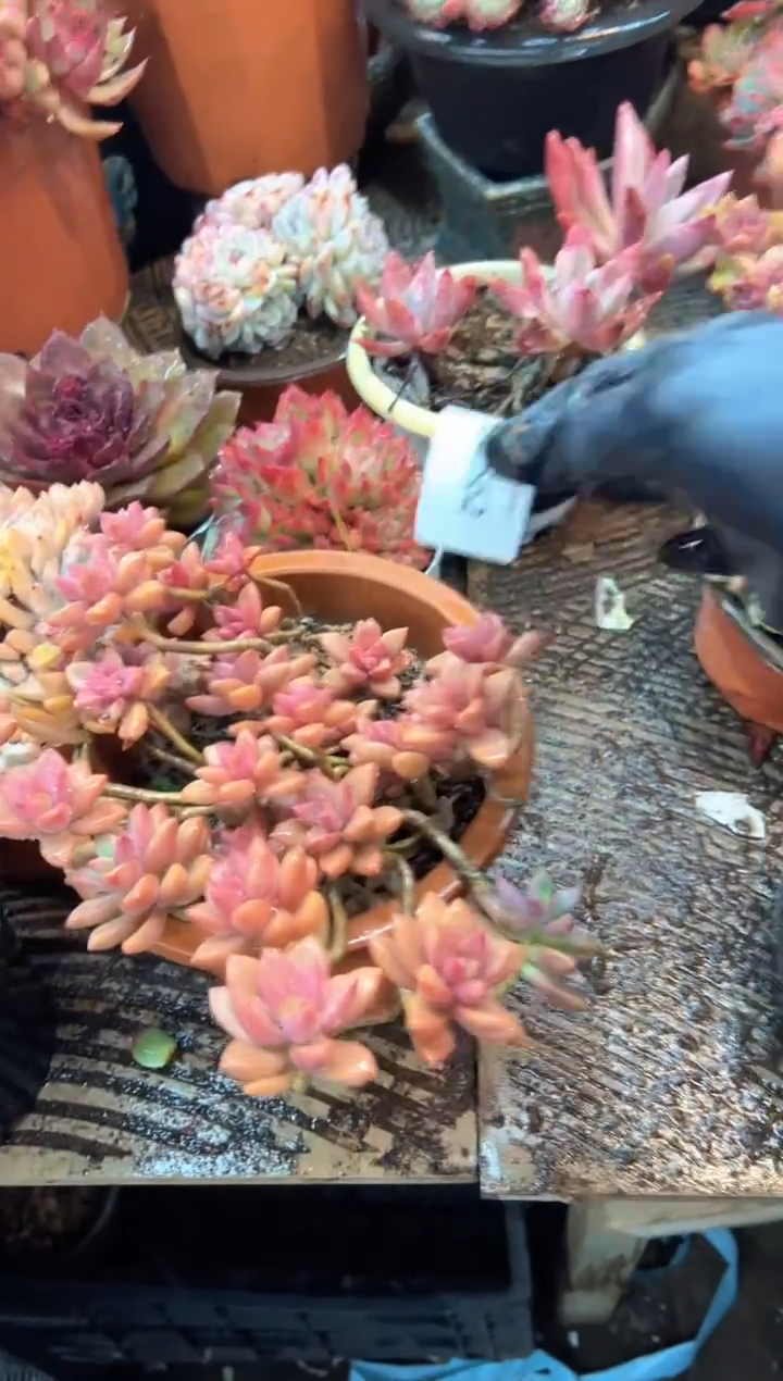 史**！多肉植物一物一拍02562