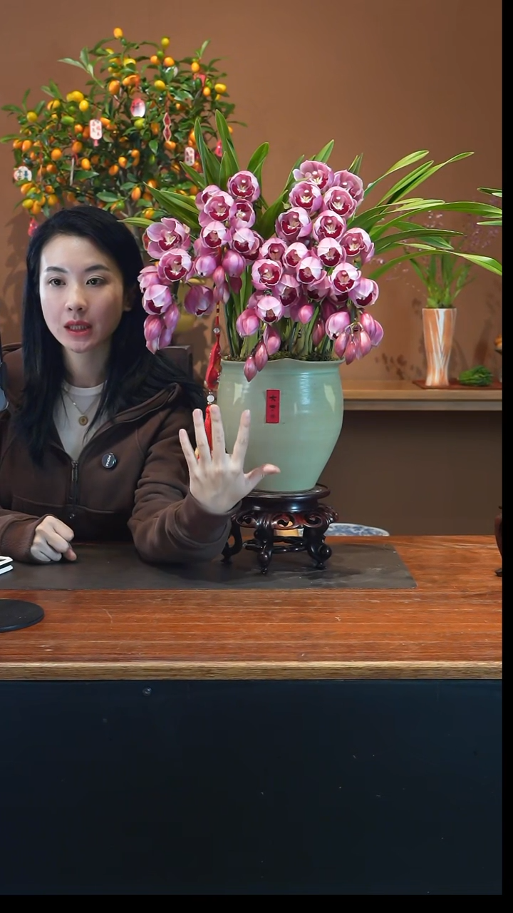 全部花朵小紫拱兰盆景盆景盆景