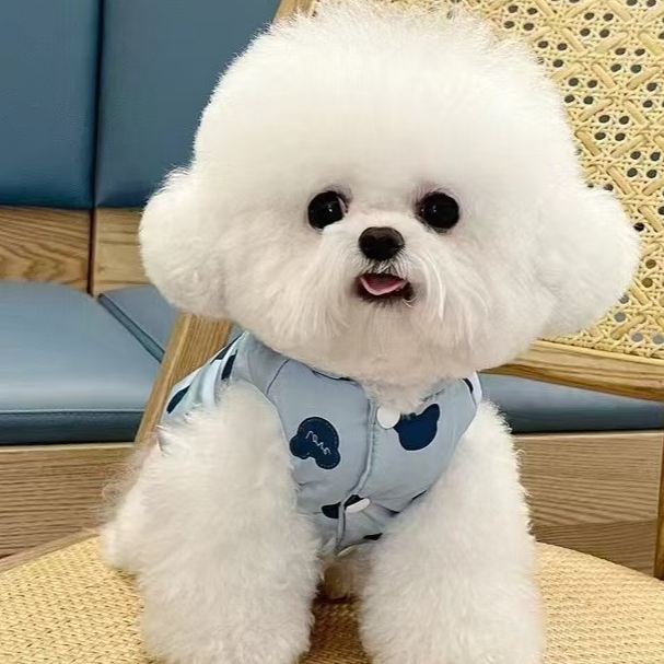 宠物直播链接下单请咨询