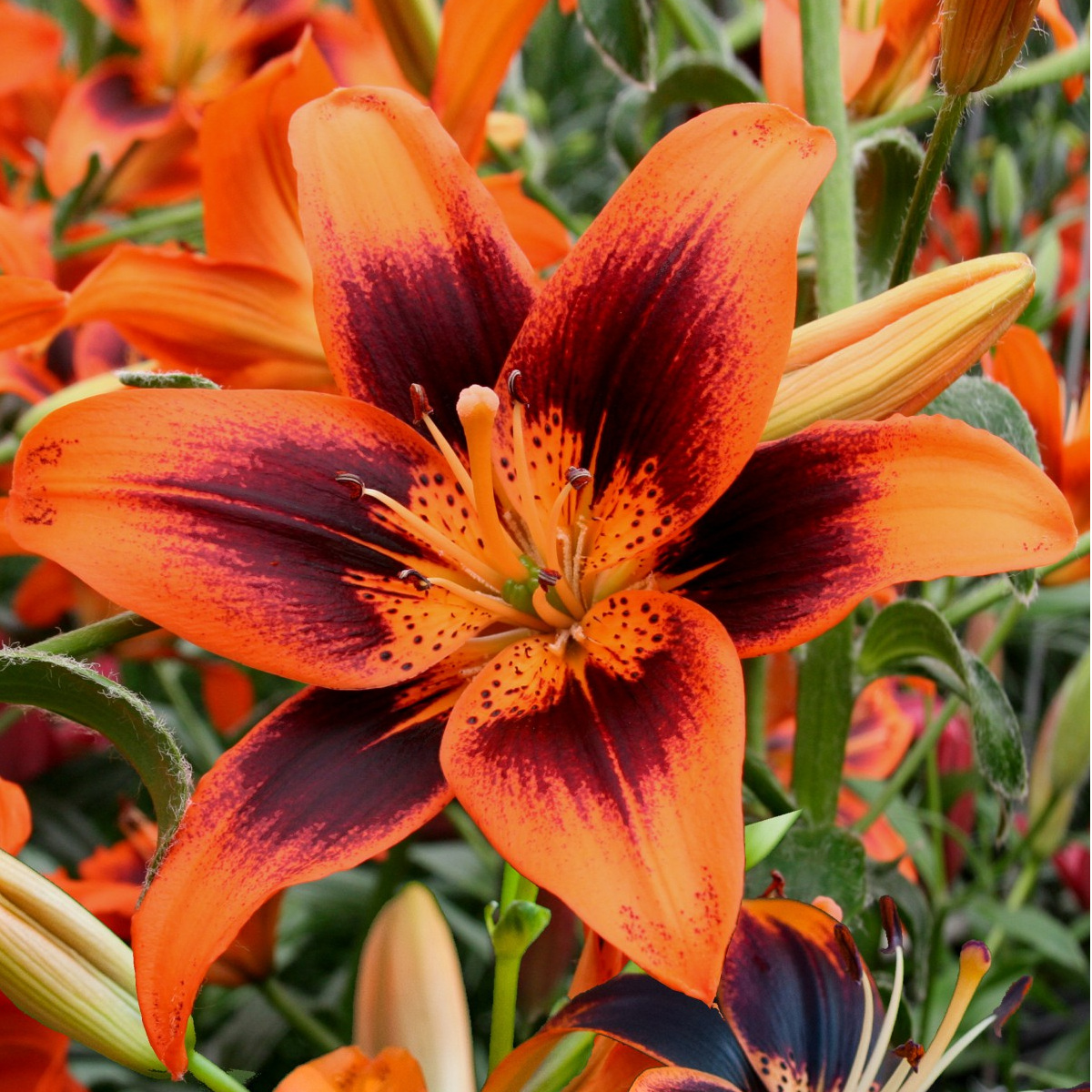 新品【两人】12/14（小球） 亚百百合种球进口百合种球栽种