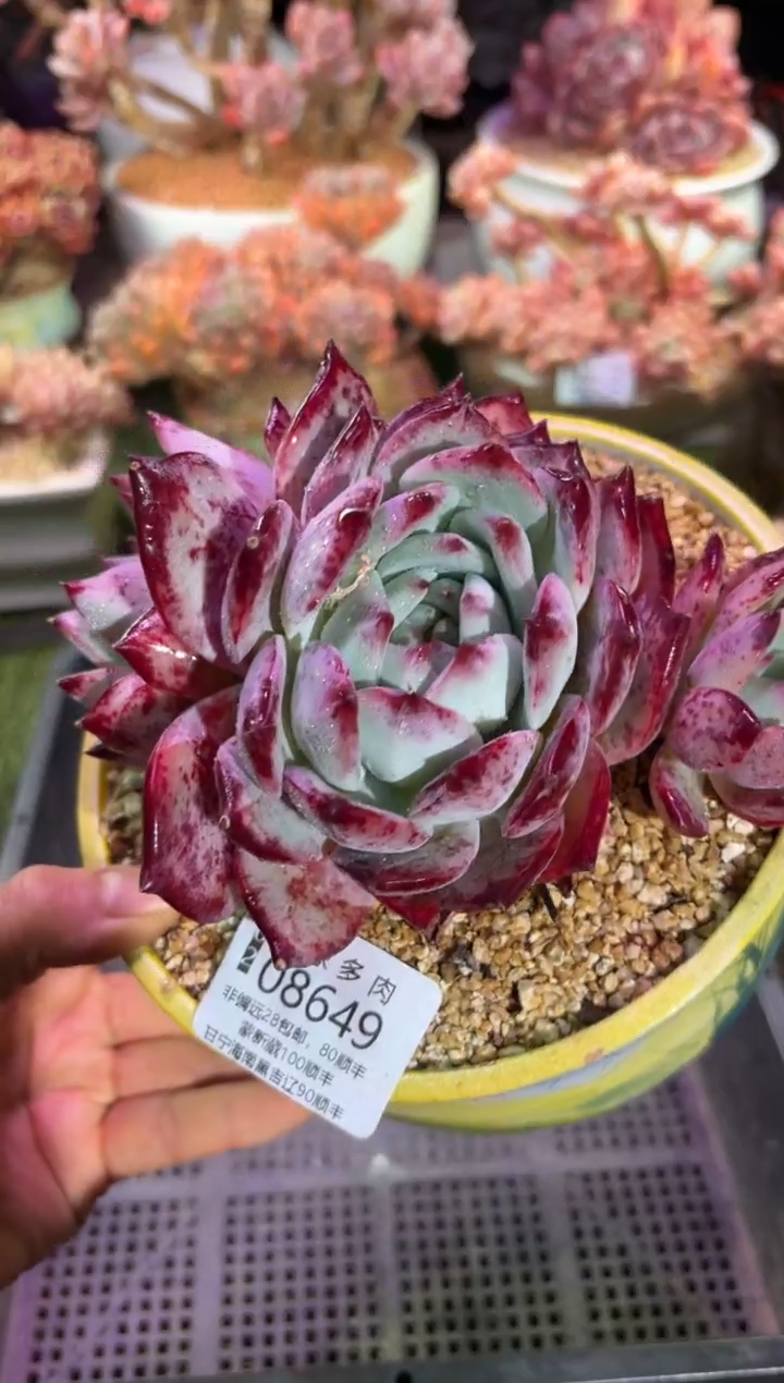 【闪购商品】08649