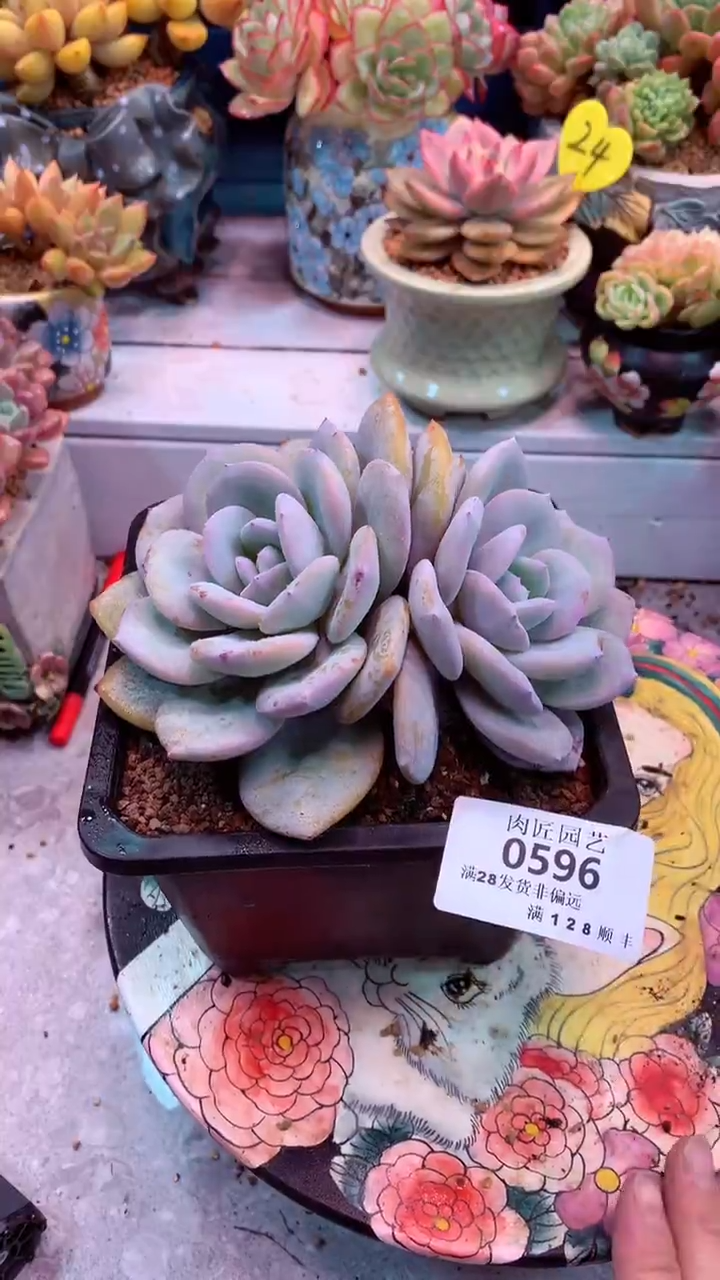 0596 模特区 奶茶 