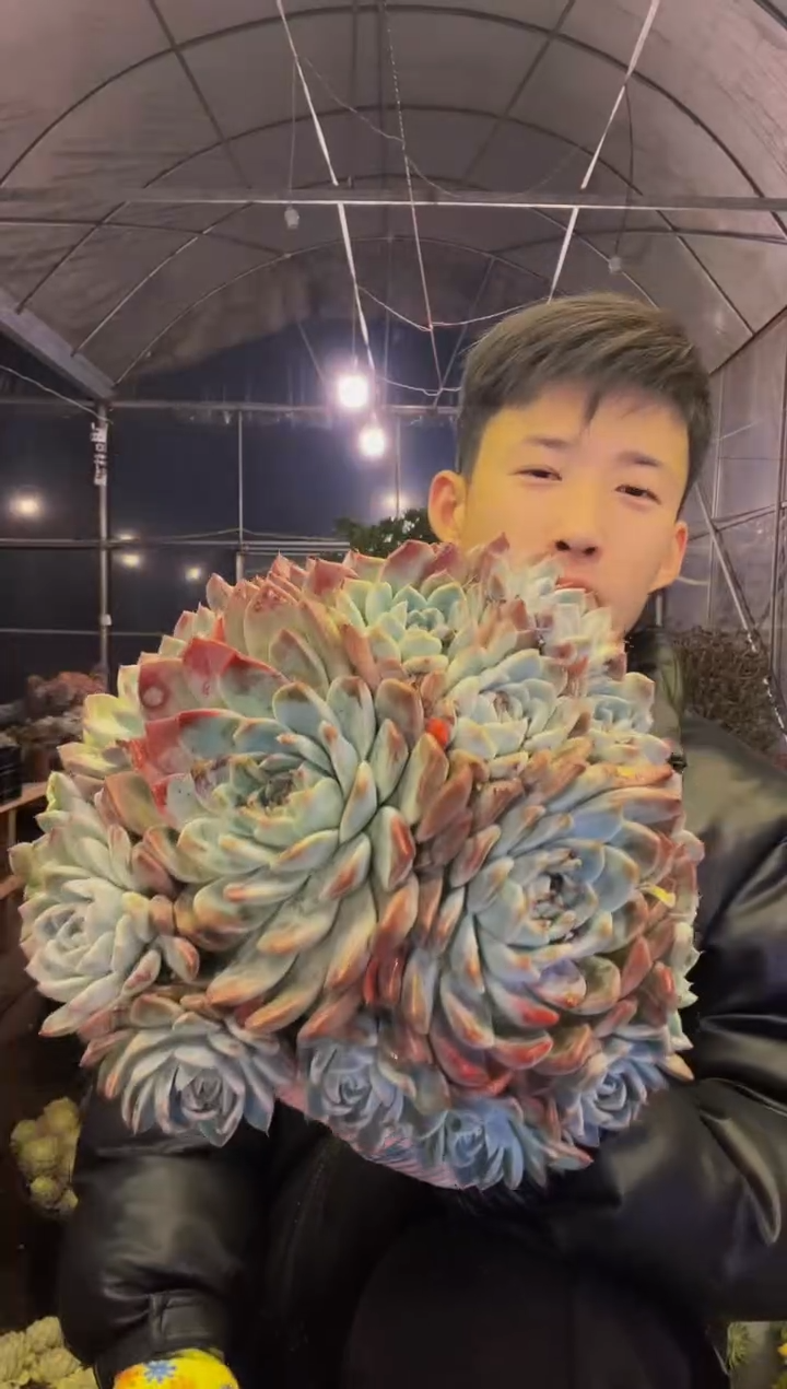 如梦令多肉植物 