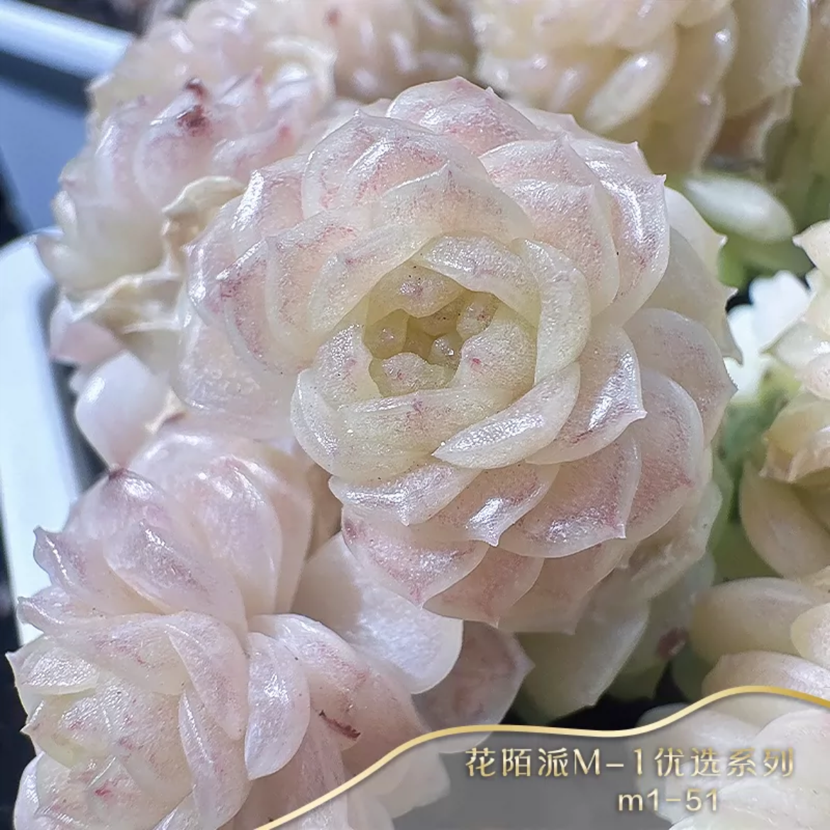 M1-51编号麦秆优质麦秆多肉量拍群生不包整