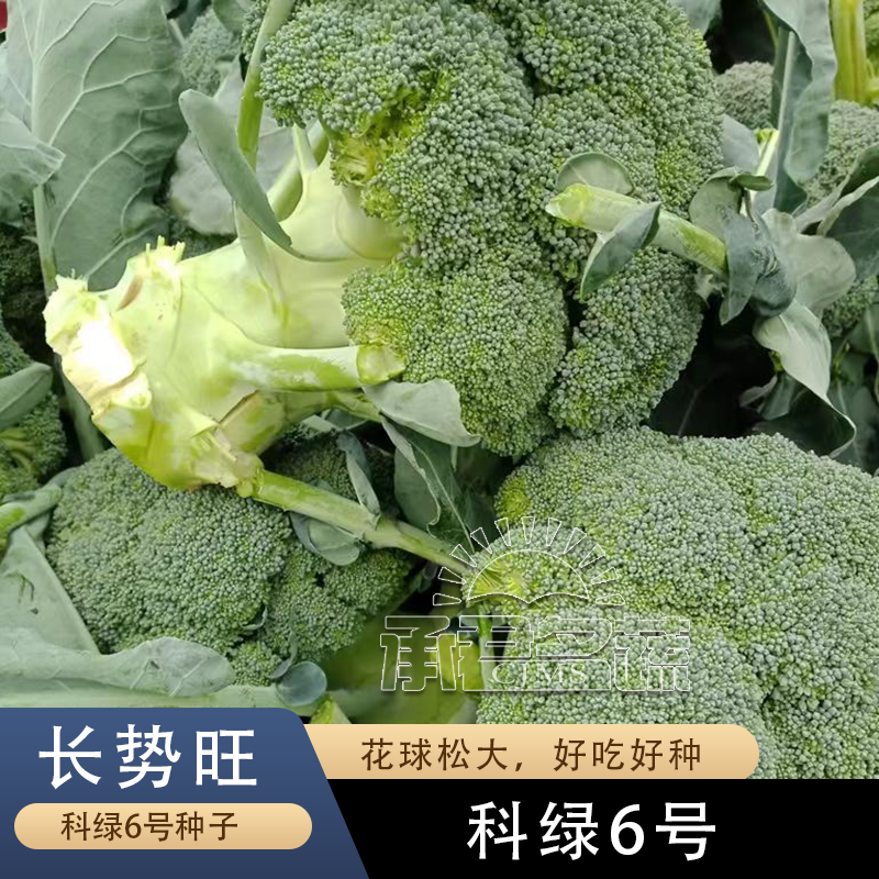 西兰花种子四季花椰菜绿宝石蔬菜种子大全耐寒耐热蔬菜种子耐高温