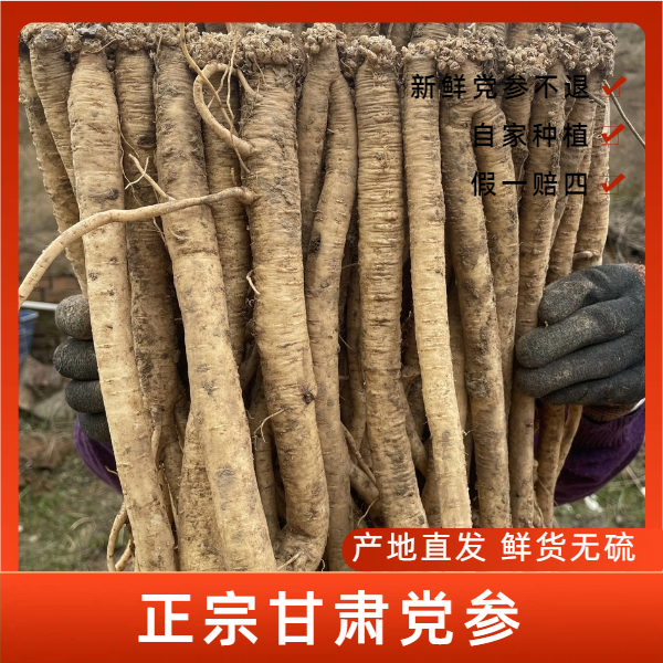 甘肃原产地新鲜党参现挖大条无硫高原品质煲汤滋补