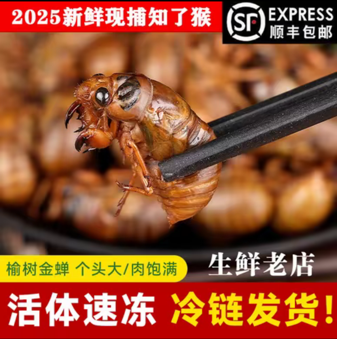 （大只）2025新鲜河南大知了猴顺丰包邮活体爬叉蝉蛹知了爬拉猴