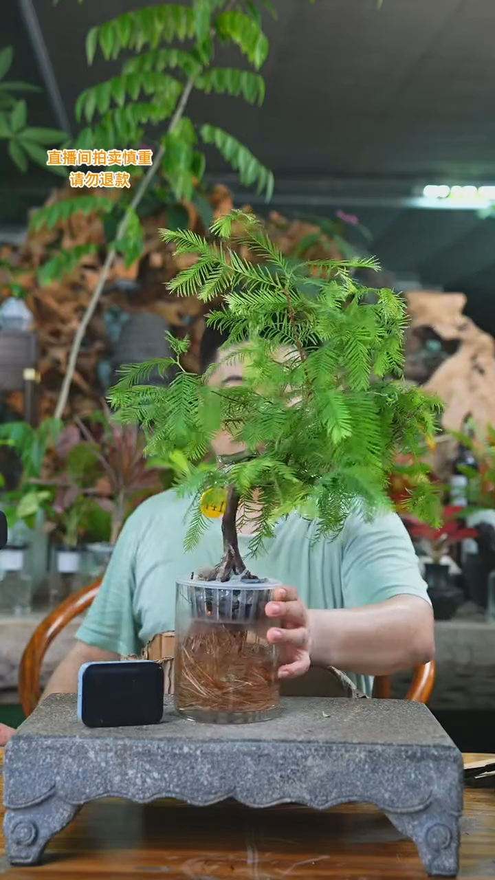 当前无花栽培后可以开花441水杉+