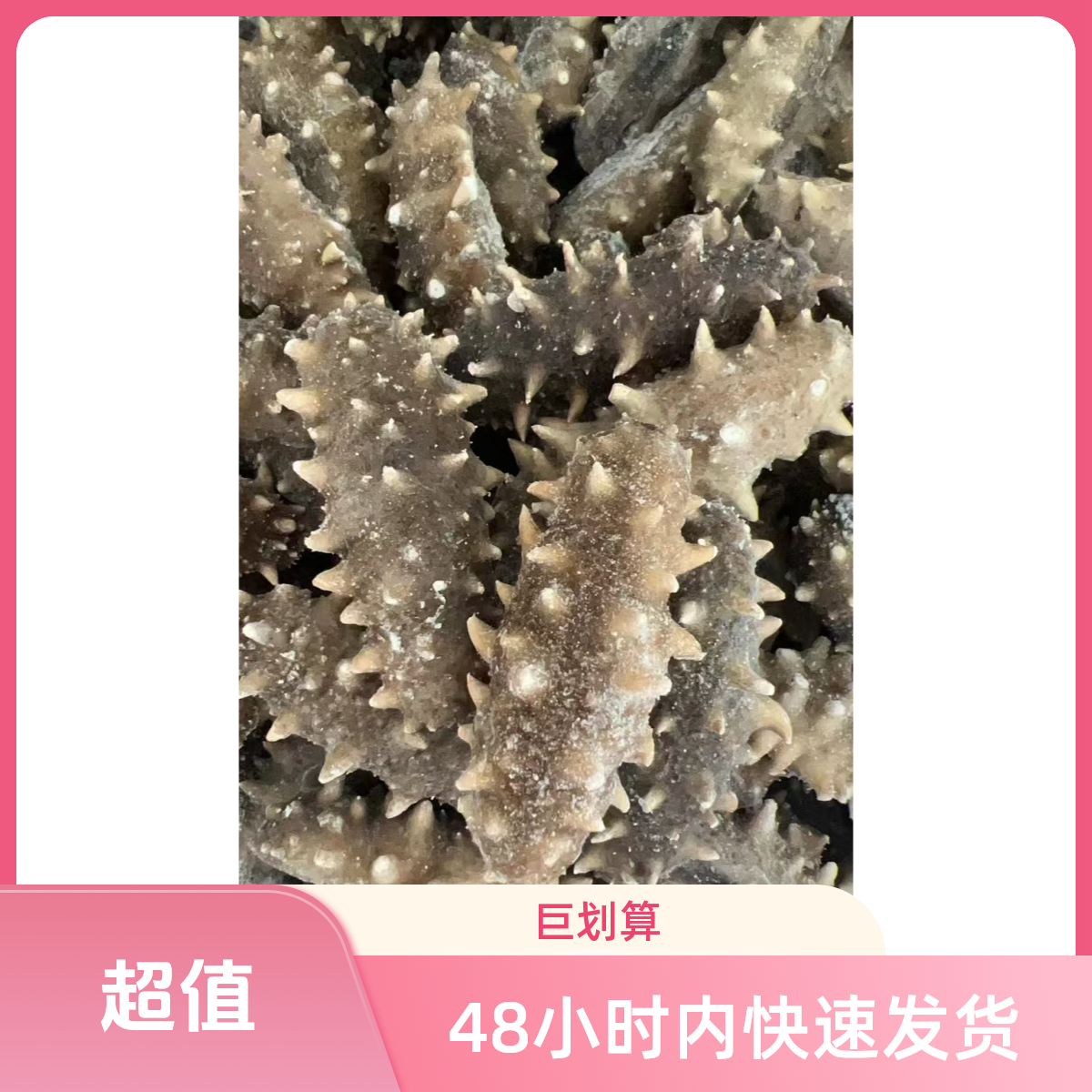 30头大连长海县深水底播海参，海货