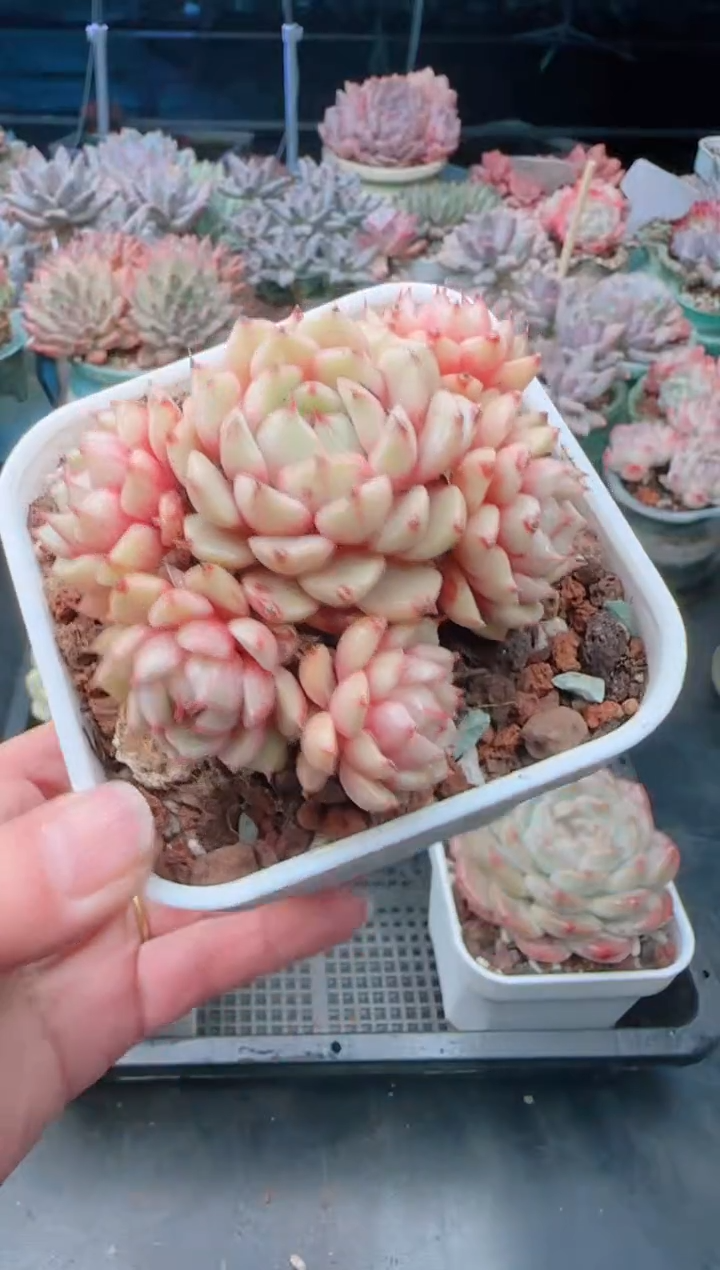 【闪购商品】8739苯巴蒂斯