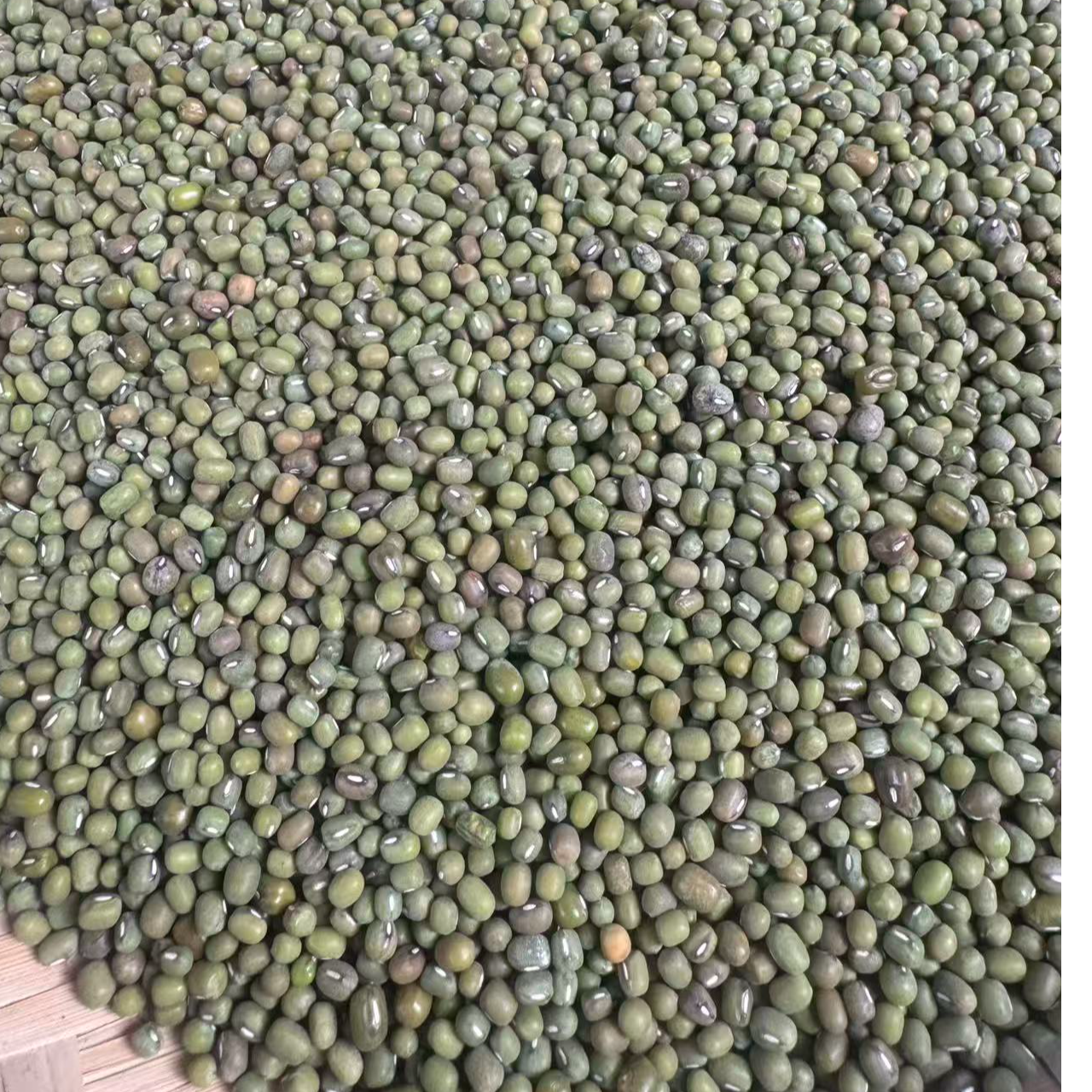 云南高山小绿豆皮薄易煮可发芽做绿豆沙绿豆汤五谷杂粮