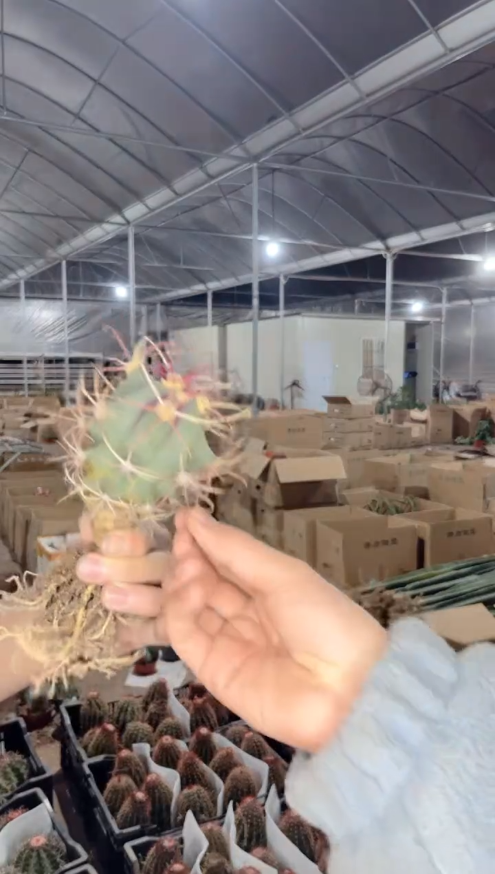 【闪购商品】实生根 江守玉