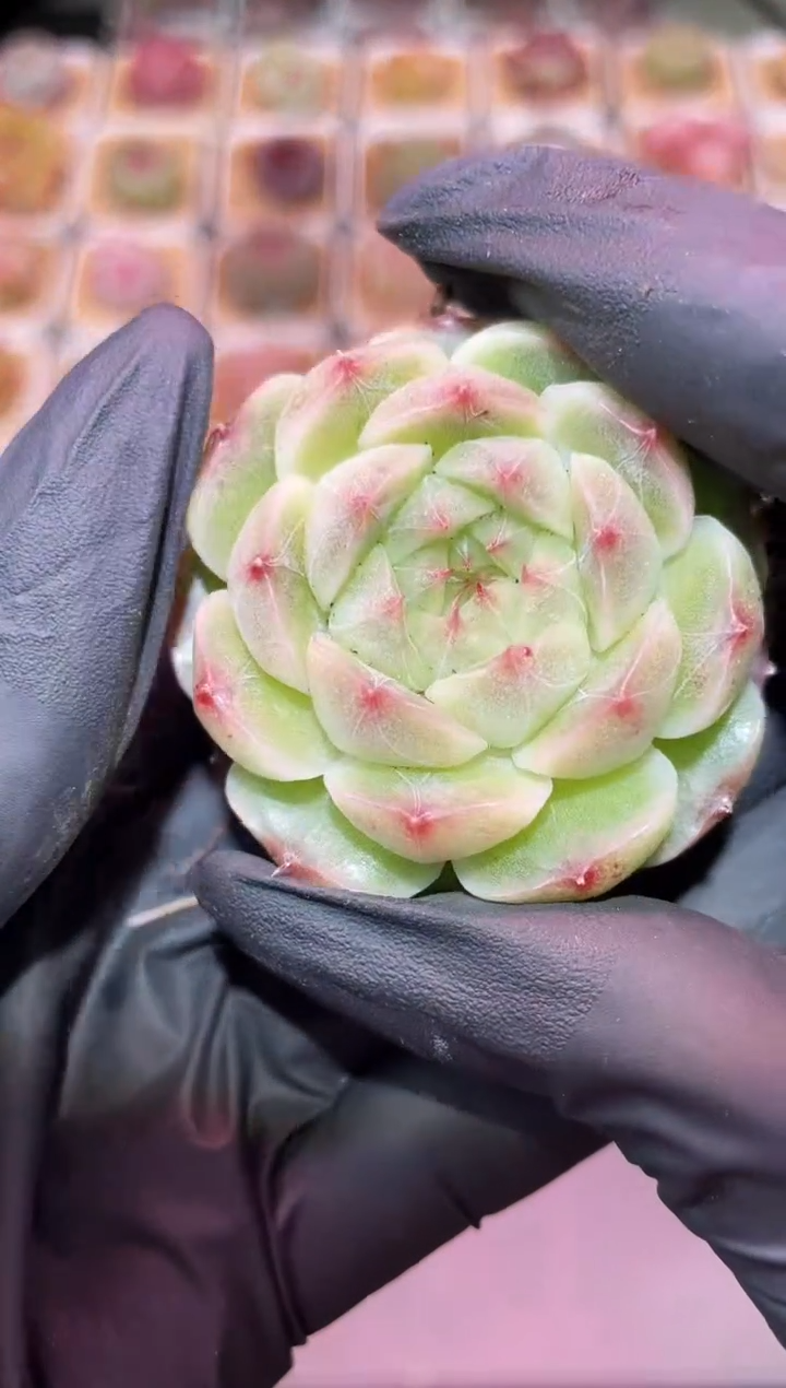 闪购3318 超级红冰翡多肉一颗  4-4.5厘米