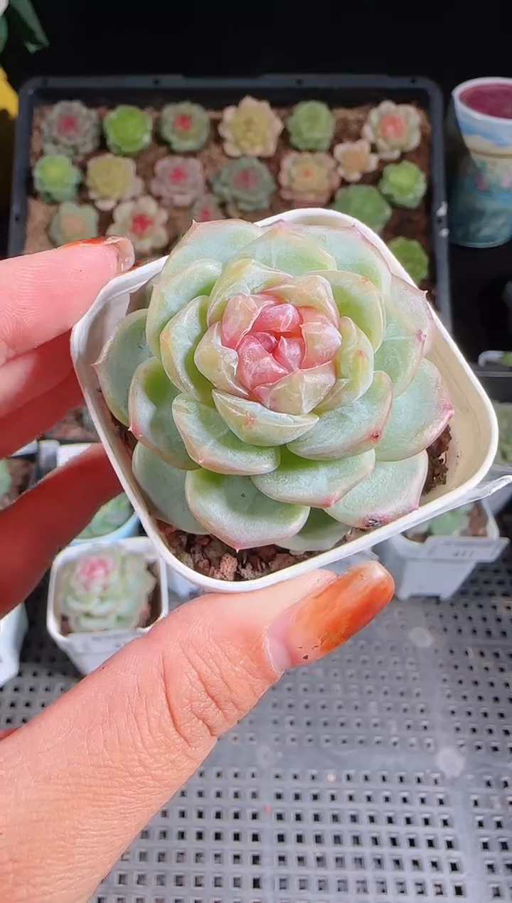 1102-414麦秆群不包整